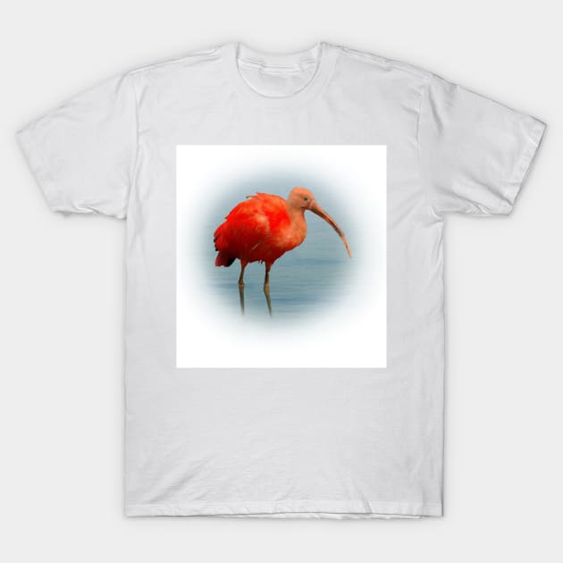 Scarlet ibis T-Shirt by Guardi